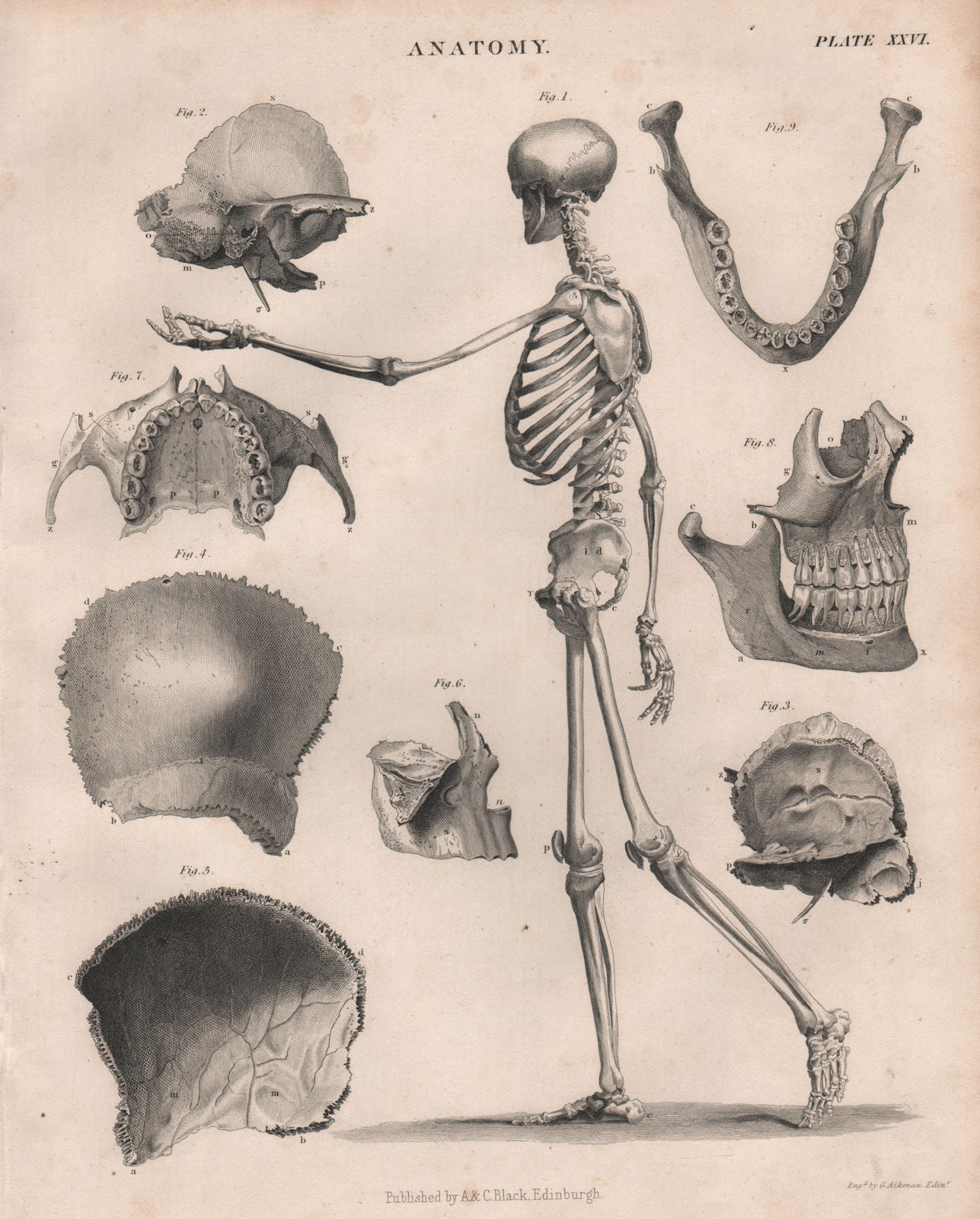 Anatomy. Human skeleton side. Jaw teeth skull. BRITANNICA 1860 old print